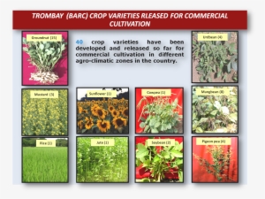 Trombay Crop Varieties Released For Commercial Cultivation - Atomic Energy In Agriculture