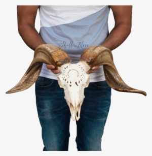 Carved Ram Skull - Skull