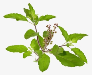 Schedule - Triphala Powder - Triphala Churna - All Natural - 16