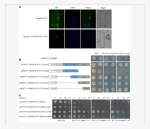 Recombinant Vector Ubiqutin - Subcellular Localization