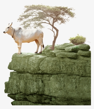 Desi Cows - Respect For Individual Quotes