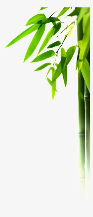 Green Bamboo Bamboo Leaves Beautiful Png - Queen: Bamboo Mattress Topper