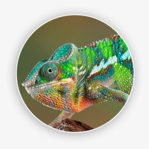 Home Slide3 Zoom - Chameleon In A Tree