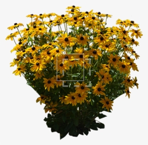 Parent Category - Black Eyed Susan Png