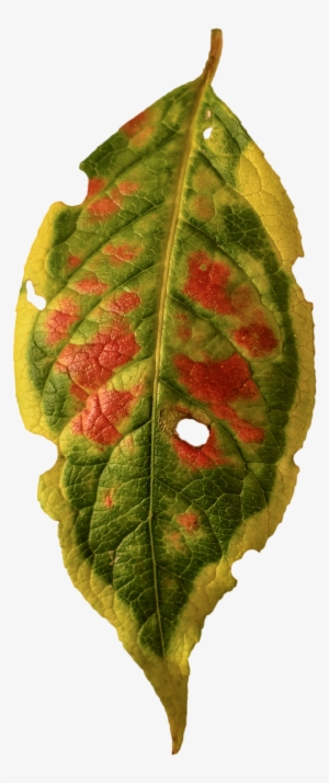 Foliage Leaf,fall Color,isolated - Stock.xchng