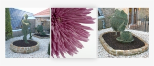 Click This Image To View Our Gallery - Chrysanths