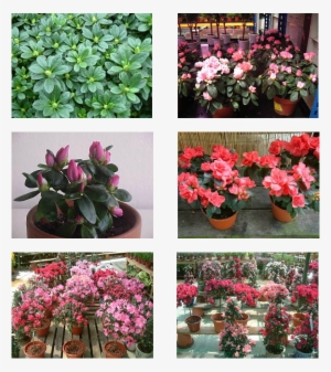 The Buds Are Still Small And Will Only Bloom In About - Desert Rose