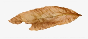 আলোক সরকার ~ বাক্ - Hop Hornbeam