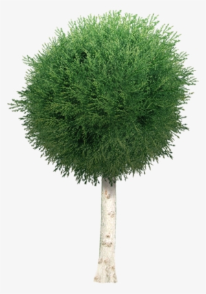 Pin By Niels Weijgers On Graphics - Tree