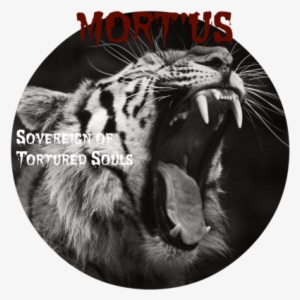 Angry Tiger Wallpaper - Hd Wallpaper Tiger Roar