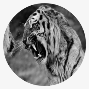 Angry Tigers Images - بين الأسد الأفريقي والنمر الإيطالي [book]