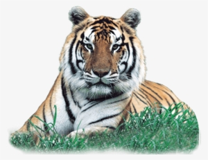 Print The Bengal Tiger Character Card - Little And Large Sticker Activity Book: Animals [book]