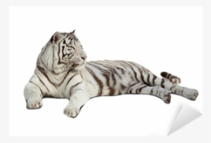 White Tiger Png Lying White Tiger - Tiger