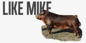 Post Navigation - Livestock