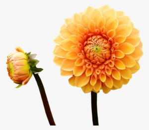 Canvas Print Autumn Flower Garden Asteraceae Dahlia - Dahlia Flower With A Cloudy Sky Background Journal: