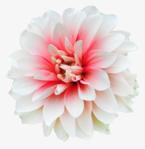 Flower - Flores Stickers