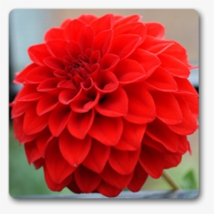 Dahlia