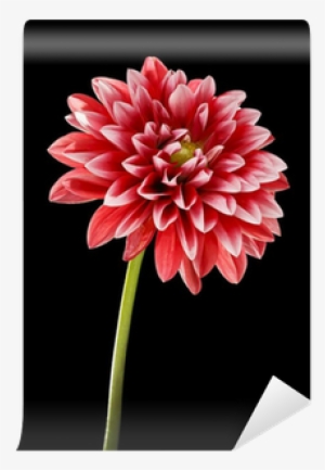 Toshiba L2 Series 50l2436db - 50" Led Tv - 1080p -