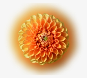 Color Palette Ideas From Flower Orange Dahlia Image - Dahlia