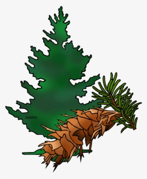 Douglas Fir Cliparts - Clip Art