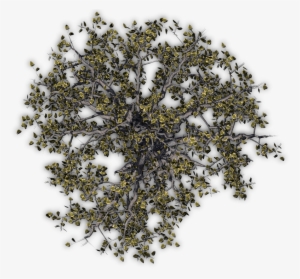 782k Tree Jrl4b 06 Feb 2009 - Big Tree Top View Png