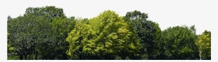 Forest Background Png Download - Bunch Of Trees Png