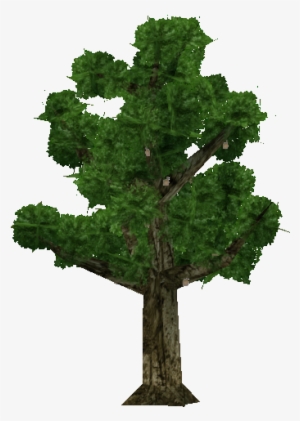 Sapodilla Tree - Oak