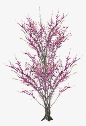 Tp Blossom 02 Tp Blossomdeco 01 Tp Blossomtree - Scrap