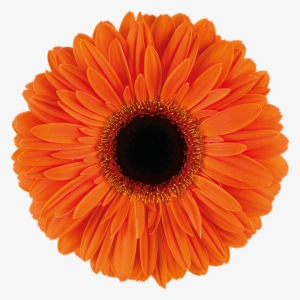 Flower Type - Single - Adhesive Tape