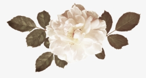 Blooming Rose Flower Bouquet Png - Flower