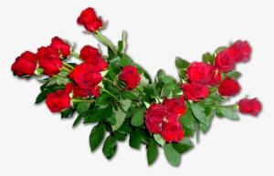 Garden Roses Flower Bouquet Floribunda - Рамки На Прозрачном Фоне Розы