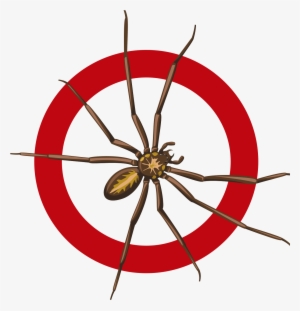 Spiders - Spidercontrol Png