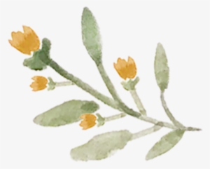 Single Floral 3 - Portable Network Graphics