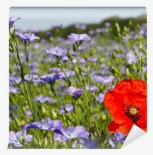 Single Poppy In A Field Of Blue Linseed Flowers Wall - Stock Photography