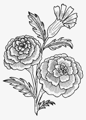 Magnolia Flower Illustration