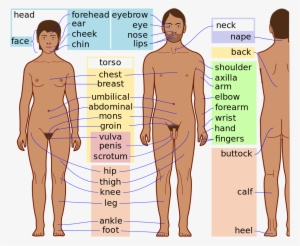 Human Body Parts Name