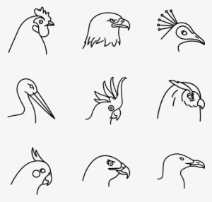 Birds Species - Sketch