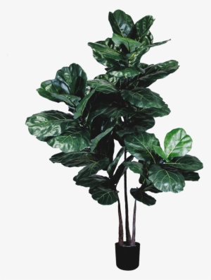 Silk Trees - Houseplant