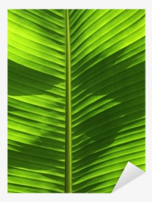 香蕉 树 的 叶子