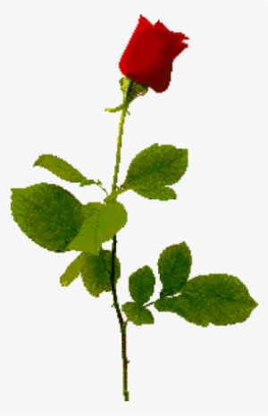 Flowers - Long Stem Red Rose