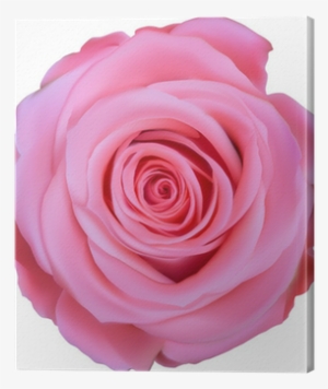 Single Pink Rose Top View Illustration Canvas Print - Pink Rose Top View