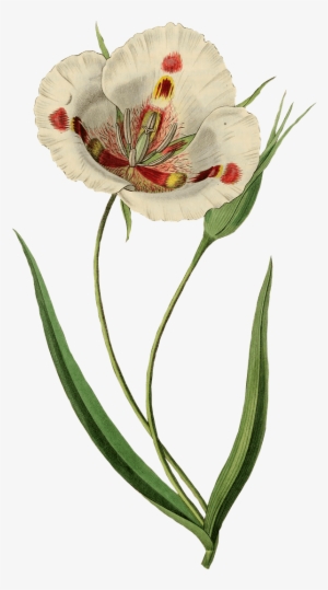Open White Tulip Drawing - Giclee Painting: Drake's Butterfly Mariposa Lily, Calochortus