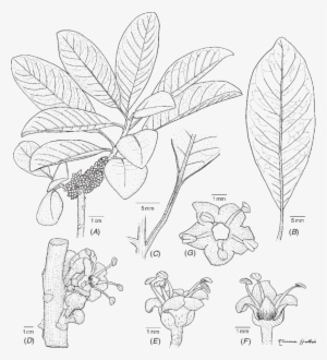 Habit, (b) Leaf Showing A Weak Venation, (c) Canaliculate - Flower