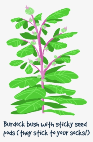 Burdock Bush With Sticky Seed Pods - Seed