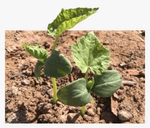 Satisfaction Guarantee - Agriculture