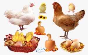 Cute Chicks - Png - Food