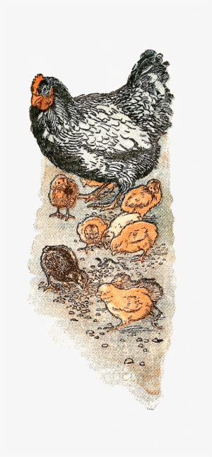 Digital Chicken Downloads - Illustration