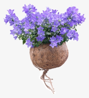 Care Spring Bell® - Campanula Png