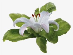 Small Flowers And Large As For Separators Found On - Лилия Белая Пнг