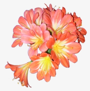 Breeding Has Been A Fantastic Success And Much Appreciated - Natal Lily